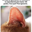 elrellano.com-algo-que-posiblemente-no-sabias-de-tu-gato-384699