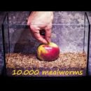 10.000 gusanos se comen una manzana en 2 días