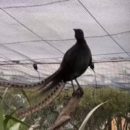 Un Lyrebird imitando los sonidos ambientales de su zoológico