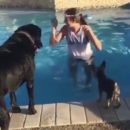 Conozcamos al perro que sólo se baña en la piscina si es de este modo
