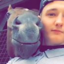 A Horse Luis le encantan los selfies