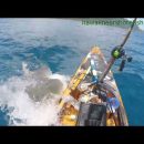 elrellano.com-un-tiburon-ataca-un-kayak-hawai-089696