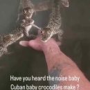 ¿Alguna vez has escuchado cómo suenan las crías de cocodrilo cubano?