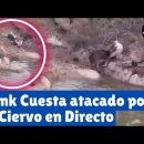 elrellano.com-frank-cuesta-atacado-brutalmente-por-un-ciervo-en-pleno-directo-669560