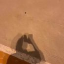 Videos-de-humor-00006