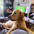 Videos-de-humor-00002