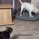 Videos-de-humor-00004